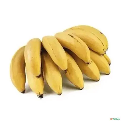 Muda de Banana Maça Altura de 0,40 cm a 0,80 cm