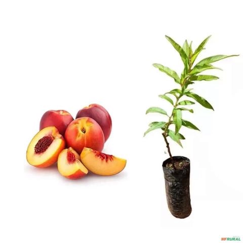 Muda De Nectarina Enxertada Para Produzir Altura de 1 m Imagem Muda De Nectarina Enxertada Para Produzir Altura de 1 m