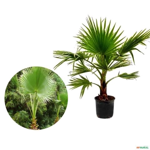Muda de Palmeira Washingtonia Altura De 0,80 Cm a 1,20 m Imagem Muda de Palmeira Washingtonia Altura De 0,80 Cm a 1,20 m