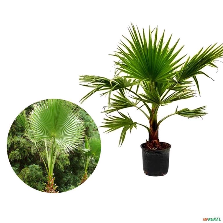Muda de Palmeira Washingtonia Altura De 0,80 Cm a 1,20 m Imagem Muda de Palmeira Washingtonia Altura De 0,80 Cm a 1,20 m