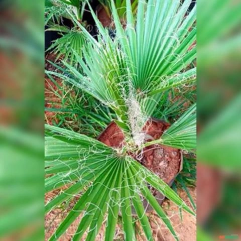 Imagem Muda de Palmeira Washingtonia Altura De 0,80 Cm a 1,20 m Imagem Muda de Palmeira Washingtonia Altura De 0,80 Cm a 1,20 m