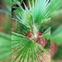 Muda de Palmeira Washingtonia Altura De 0,80 Cm a 1,20 m Imagem Muda de Palmeira Washingtonia Altura De 0,80 Cm a 1,20 m