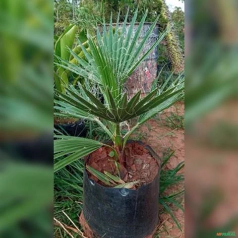 Imagem Muda de Palmeira Washingtonia Altura De 0,80 Cm a 1,20 m Imagem Muda de Palmeira Washingtonia Altura De 0,80 Cm a 1,20 m