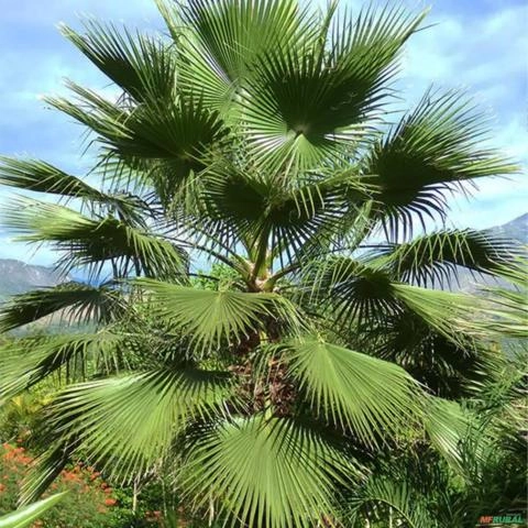 Imagem Muda de Palmeira Washingtonia Altura De 0,80 Cm a 1,20 m Imagem Muda de Palmeira Washingtonia Altura De 0,80 Cm a 1,20 m