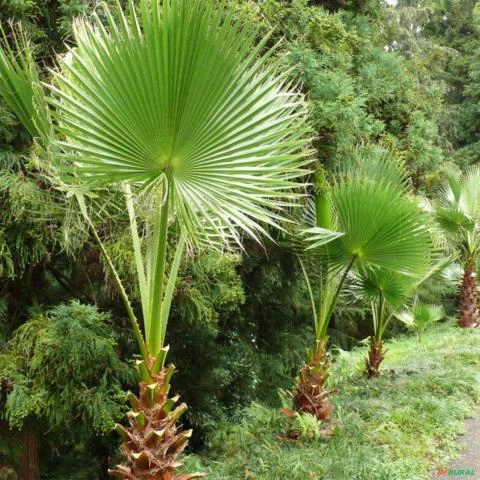 Imagem Muda de Palmeira Washingtonia Altura De 0,80 Cm a 1,20 m Imagem Muda de Palmeira Washingtonia Altura De 0,80 Cm a 1,20 m