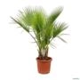 Muda de Palmeira Washingtonia de 80 cm a 1,2 m Imagem Muda de Palmeira Washingtonia de 80 cm a 1,2 m