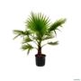 Muda de Palmeira Washingtonia de 80 cm a 1,2 m Imagem Muda de Palmeira Washingtonia de 80 cm a 1,2 m
