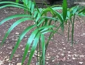 Muda de Palmeira/Palmito Jussara Altura de 0,40 cm a 0,80 cm