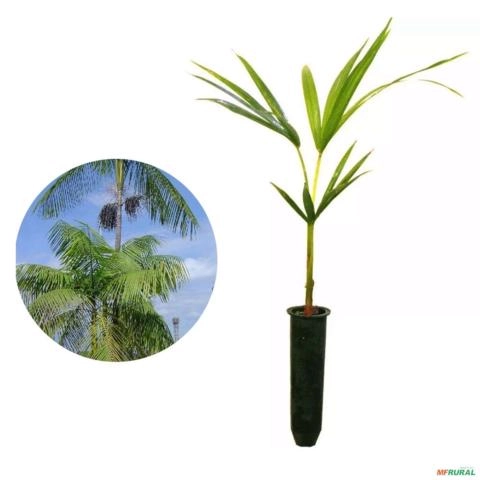 Muda de Palmeira/Palmito Jussara Altura de 0,40 cm a 0,80 cm Imagem Muda de Palmeira/Palmito Jussara Altura de 0,40 cm a 0,80 cm