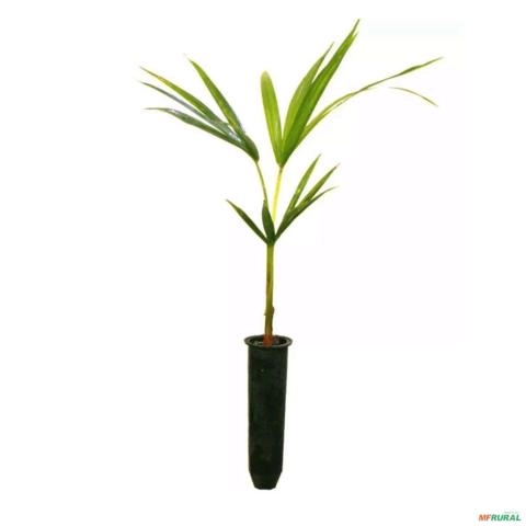 Imagem Muda de Palmeira/Palmito Jussara Altura de 0,40 cm a 0,80 cm Imagem Muda de Palmeira/Palmito Jussara Altura de 0,40 cm a 0,80 cm