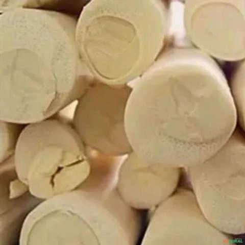 Imagem Muda de Palmeira/Palmito Jussara Altura de 0,40 cm a 0,80 cm Imagem Muda de Palmeira/Palmito Jussara Altura de 0,40 cm a 0,80 cm