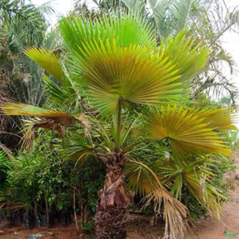Muda De Palmeira Latânia Altura de 0,40 cm a 0,80 cm