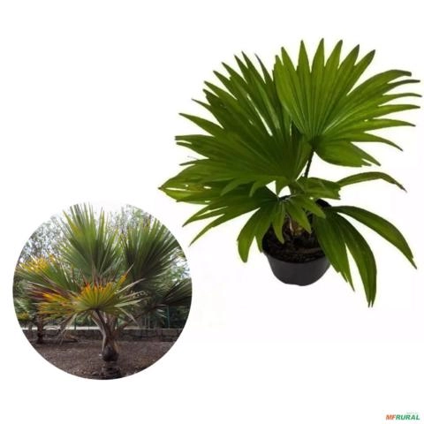 Muda de Palmeira Latânia de 40 a 80 cm Imagem Muda de Palmeira Latânia de 40 a 80 cm