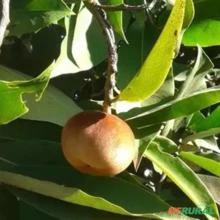 Muda de Mabolo ou Maça Veludo Altura de 0,40 cm a 0,80 cm