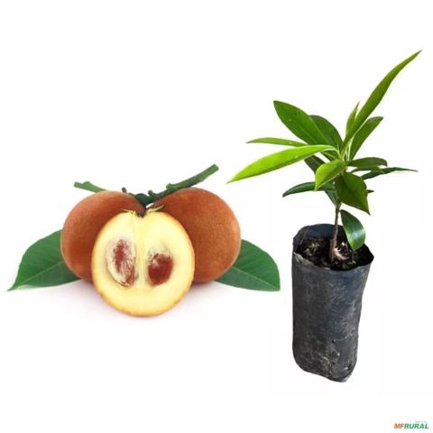Muda de Mabolo ou Maçã Veludo de 40 a 80 cm Imagem Muda de Mabolo ou Maçã Veludo de 40 a 80 cm