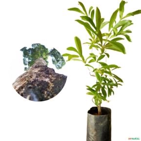 Muda de Peroba Rosa Altura de 0,10 cm a 0,40 cm Muda de Peroba Rosa Altura de 0,10 cm a 0,40 cm