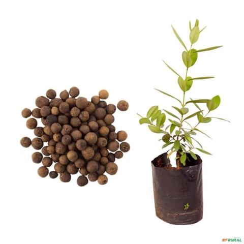 Muda de Pimenta da Jamaica de 40 a 80 cm Imagem Muda de Pimenta da Jamaica de 40 a 80 cm