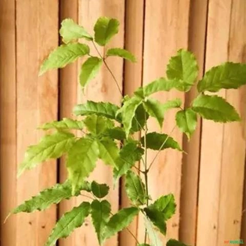 Imagem Muda de Ipê Altura de 1,5 m (cor a escolher) Imagem Muda de Ipê Altura de 1,5 m (cor a escolher)