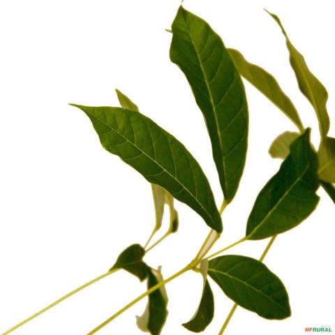 Imagem Muda de Ipê Altura de 1,5 m (cor a escolher) Imagem Muda de Ipê Altura de 1,5 m (cor a escolher)