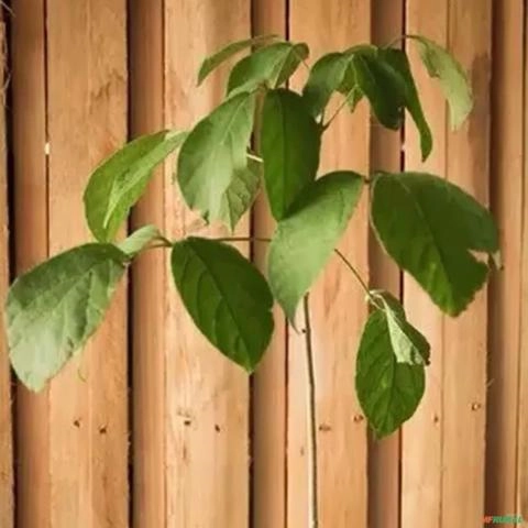 Imagem Muda de Ipê Altura de 1,5 m (cor a escolher) Imagem Muda de Ipê Altura de 1,5 m (cor a escolher)