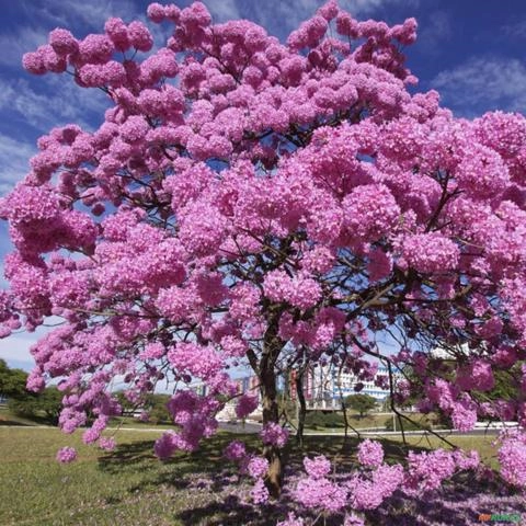 Imagem Muda de Ipê Altura de 1,5 m (cor a escolher) Imagem Muda de Ipê Altura de 1,5 m (cor a escolher)