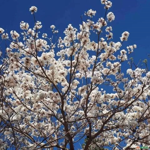 Imagem Muda de Ipê Altura de 1,5 m (cor a escolher) Imagem Muda de Ipê Altura de 1,5 m (cor a escolher)