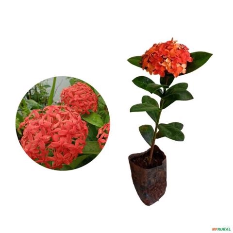 Muda de Ixora Midi de 10 a 30 cm Imagem Muda de Ixora Midi de 10 a 30 cm