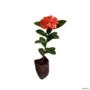 Muda de Ixora Midi de 10 a 30 cm Imagem Muda de Ixora Midi de 10 a 30 cm
