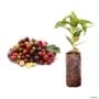 Muda de Café Arábica Produzindo de 70 cm a 1 m Imagem Muda de Café Arábica Produzindo de 70 cm a 1 m