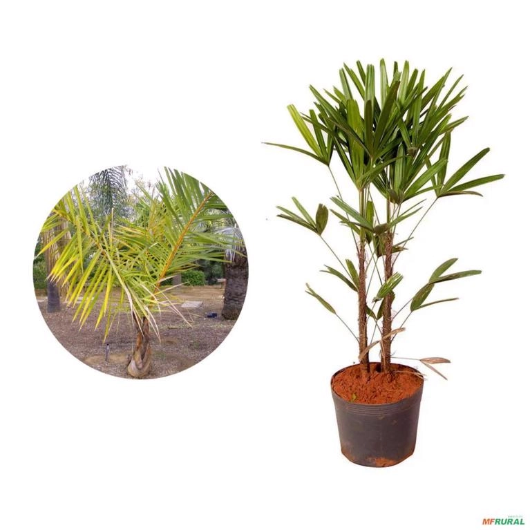 Muda de Palmeira-Rápis (Ráfia) Altura de 40Cm A 80Cm em Tupã SP 687977