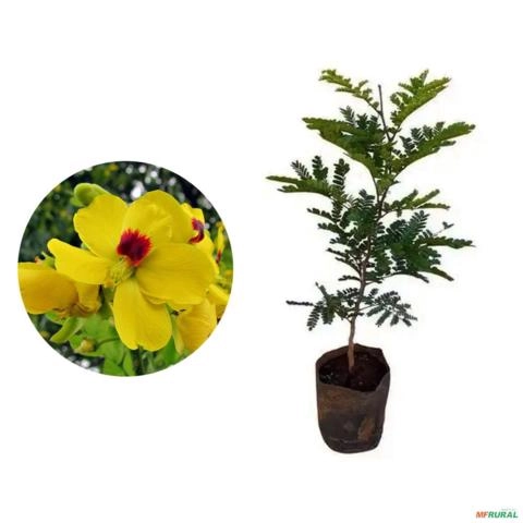 Muda de Pau Brasil de 40 a 80 cm Imagem Muda de Pau Brasil de 40 a 80 cm