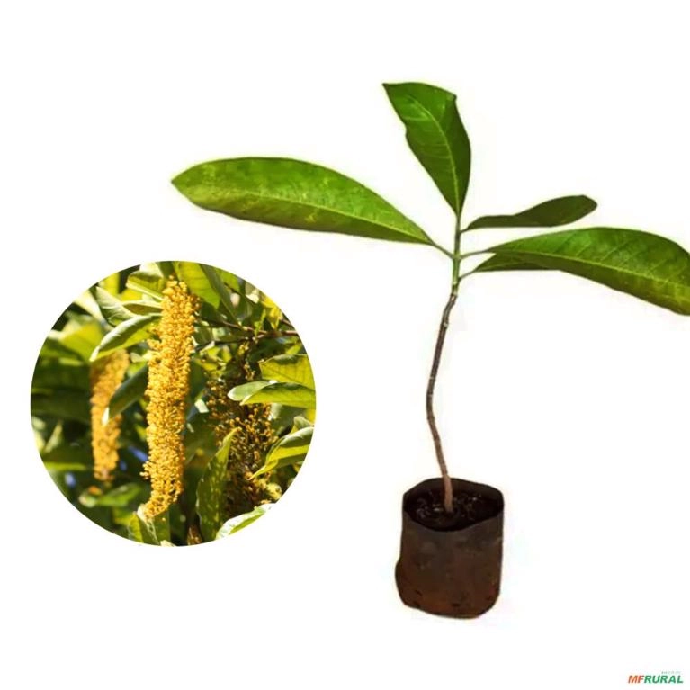 Muda de Lonfântera Altura de 1,0 m a 1,5 m Imagem Muda de Lonfântera Altura de 1,0 m a 1,5 m