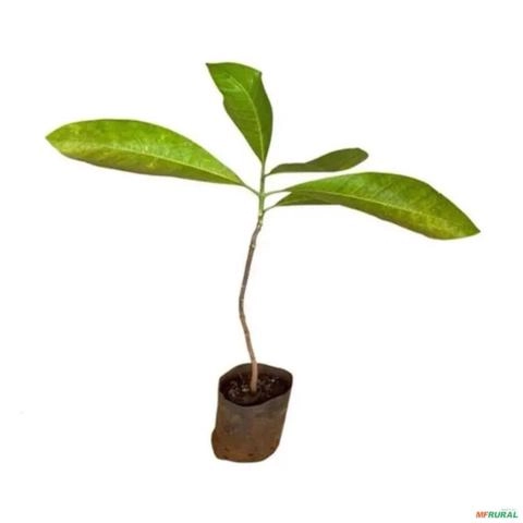 Imagem Muda de Lonfântera Altura de 1,0 m a 1,5 m Imagem Muda de Lonfântera Altura de 1,0 m a 1,5 m