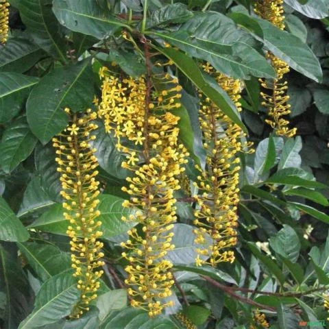 Imagem Muda de Lonfântera Altura de 1,0 m a 1,5 m Imagem Muda de Lonfântera Altura de 1,0 m a 1,5 m