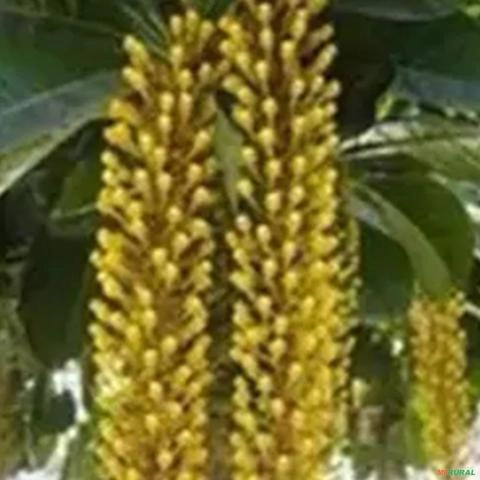 Imagem Muda de Lonfântera Altura de 1,0 m a 1,5 m Imagem Muda de Lonfântera Altura de 1,0 m a 1,5 m