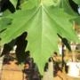 Muda de Plátano de 1 a 1,5 m Imagem Muda de Plátano de 1 a 1,5 m