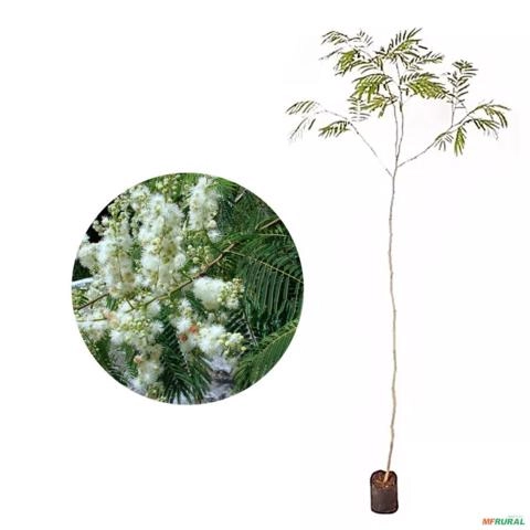 Muda de Angico Altura de 0,40 cm a 0,80 cm Imagem Muda de Angico Altura de 0,40 cm a 0,80 cm