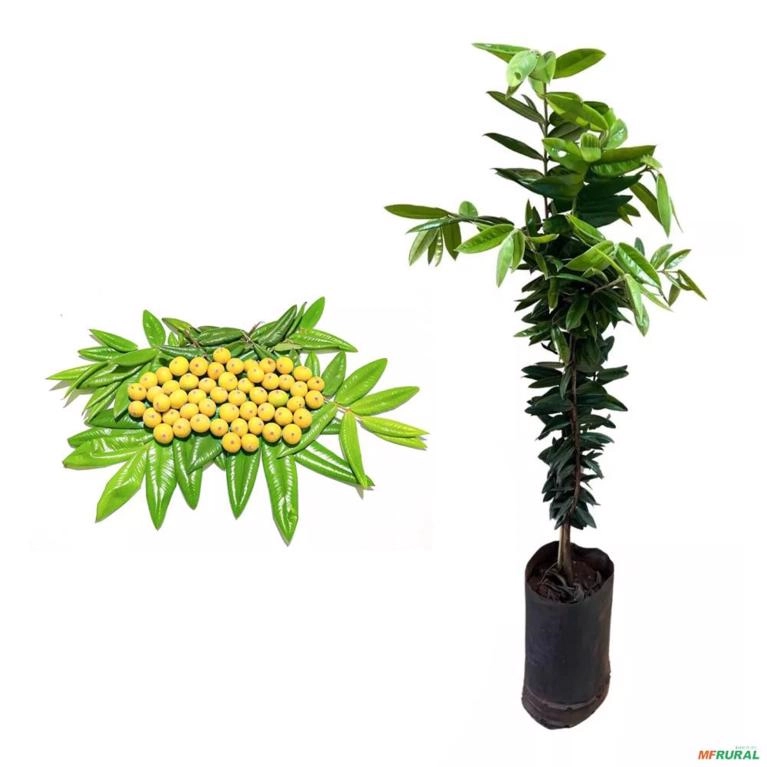 Muda de Cabeludinha Produzindo Altura De 1,0m A 1,5m Imagem Muda de Cabeludinha Produzindo Altura De 1,0m A 1,5m