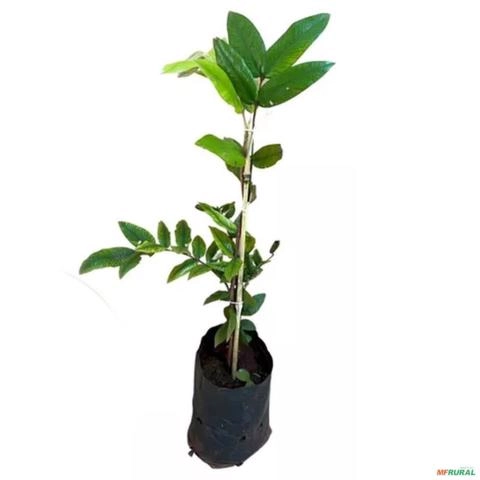 Imagem Muda de Cabeludinha Produzindo Altura De 1,0m A 1,5m Imagem Muda de Cabeludinha Produzindo Altura De 1,0m A 1,5m