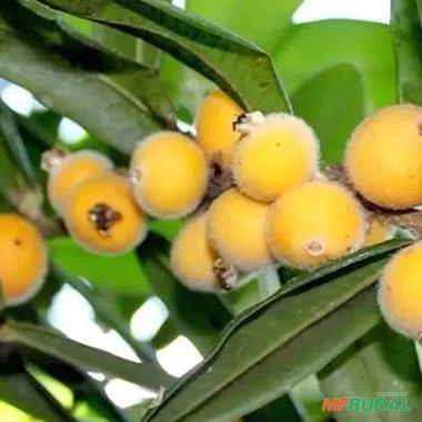 Imagem Muda de Cabeludinha Produzindo Altura De 1,0m A 1,5m Imagem Muda de Cabeludinha Produzindo Altura De 1,0m A 1,5m