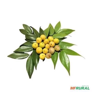 Imagem Muda de Cabeludinha Produzindo Altura De 1,0m A 1,5m Imagem Muda de Cabeludinha Produzindo Altura De 1,0m A 1,5m