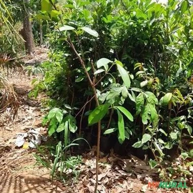 Imagem Muda de Cabeludinha Produzindo Altura De 1,0m A 1,5m Imagem Muda de Cabeludinha Produzindo Altura De 1,0m A 1,5m