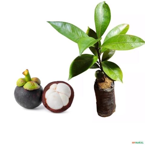 Muda de Mangostin de 40 a 80 cm Imagem Muda de Mangostin de 40 a 80 cm