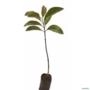 Muda de Pau Viola de 40 a 80 cm Imagem Muda de Pau Viola de 40 a 80 cm