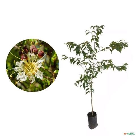 Muda de Mirindiba Rosa Altura de 0,40 cm a 0,80 cm Imagem Muda de Mirindiba Rosa Altura de 0,40 cm a 0,80 cm