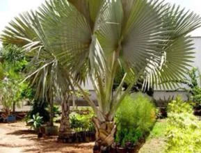 Muda de Palmeira Bismarckia Altura de 0,40 cm a 0,80 cm