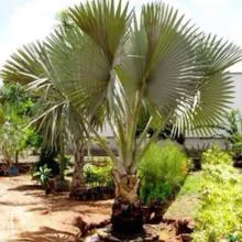 Muda de Palmeira Bismarckia Altura de 0,40 cm a 0,80 cm