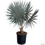 Muda de Palmeira Bismarckia Altura de 0,40 cm a 0,80 cm Imagem Muda de Palmeira Bismarckia Altura de 0,40 cm a 0,80 cm