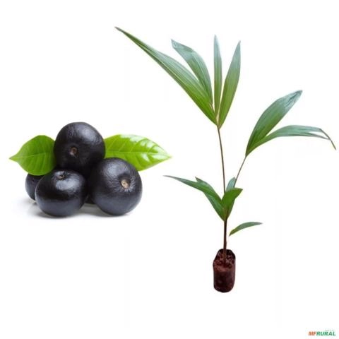 Muda de Palmito Açai Altura de 0,40 cm a 0,80 cm Imagem Muda de Palmito Açai Altura de 0,40 cm a 0,80 cm