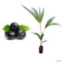 Muda de Palmito Açaí de 40 a 80 cm Imagem Muda de Palmito Açaí de 40 a 80 cm